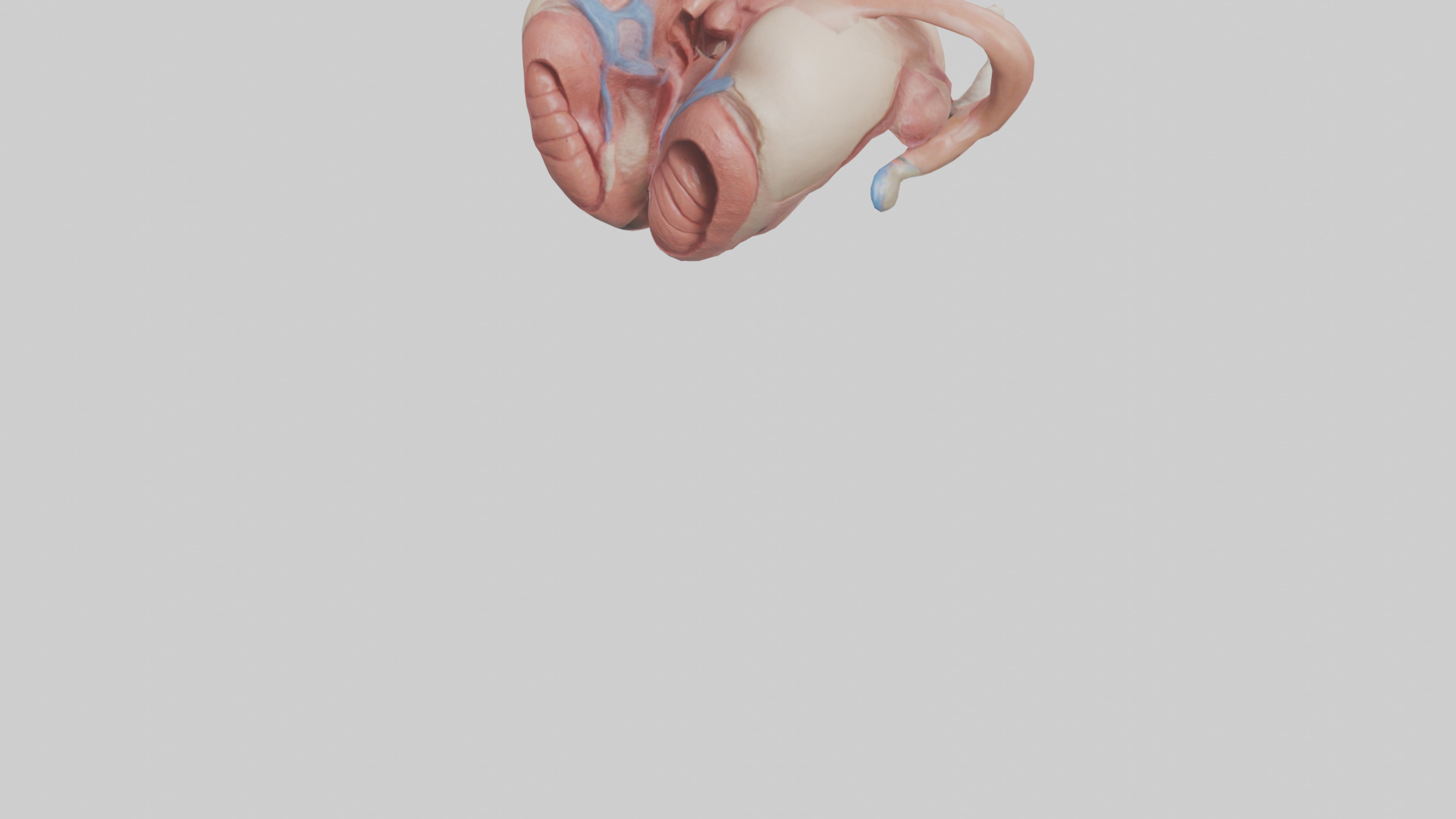 Human Uterus Model 2 Low-poly 3D model_5