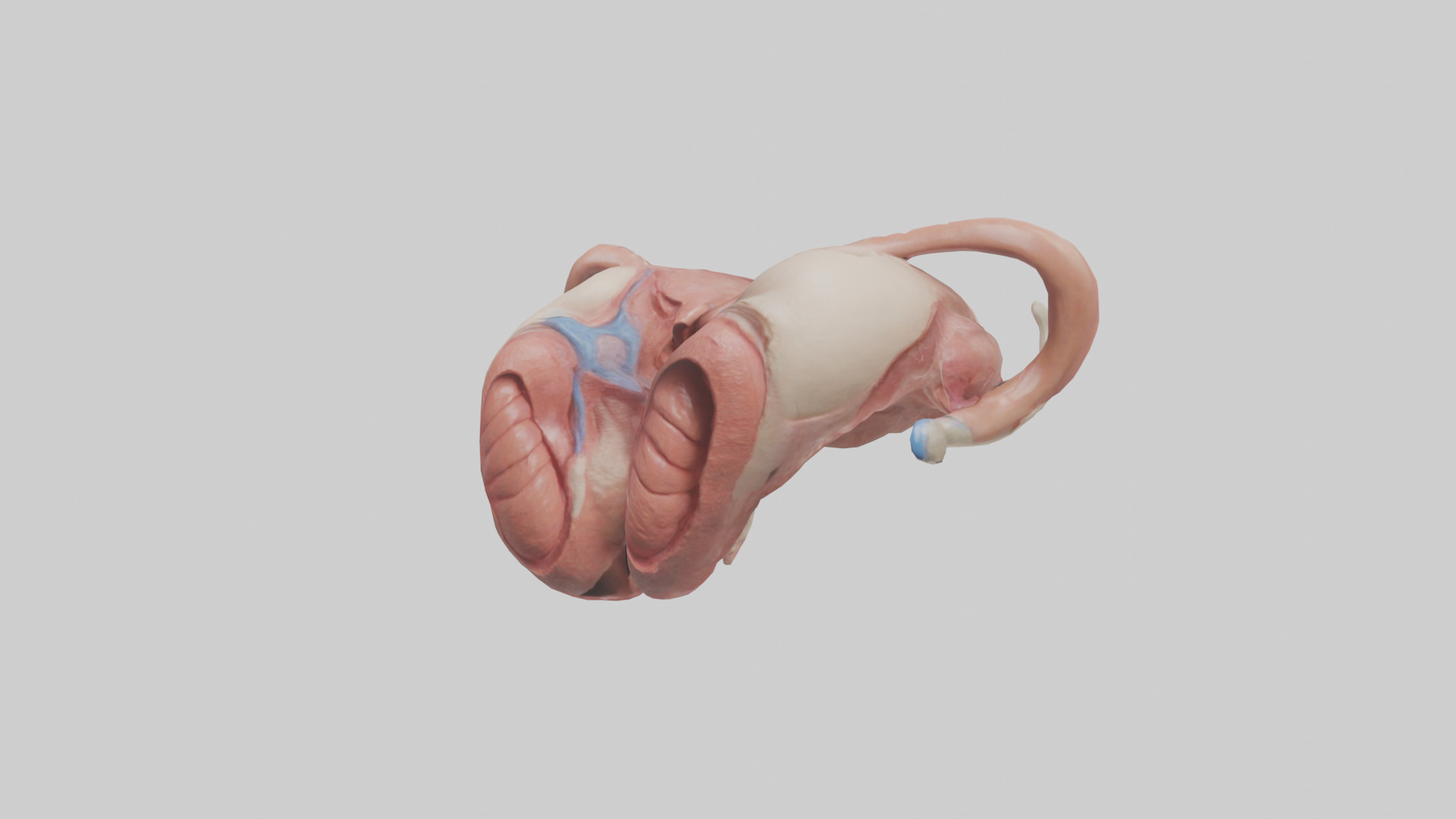 Human Uterus Model 2 Low-poly 3D model_10