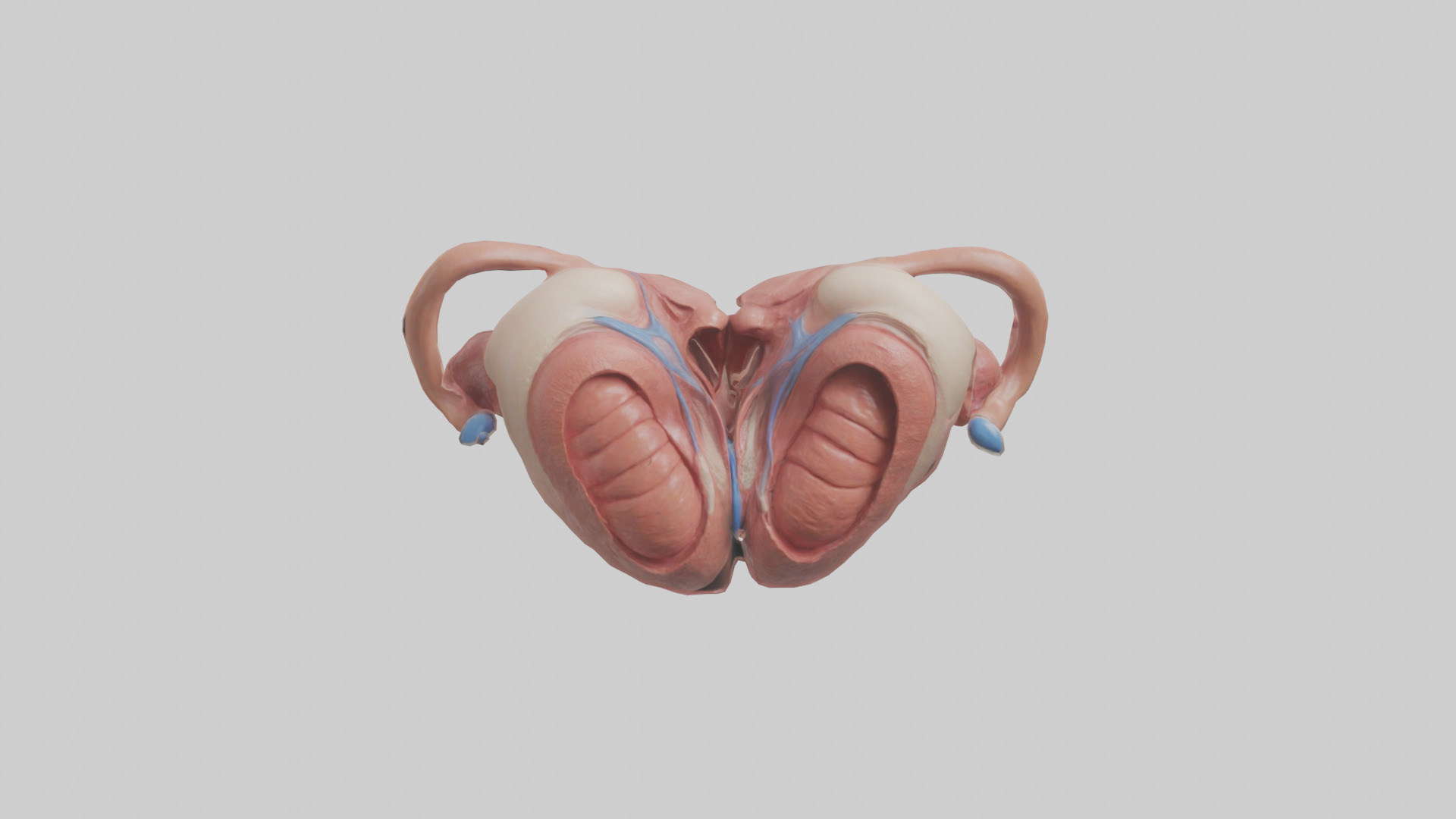 Human Uterus Model 2 Low-poly 3D model_9