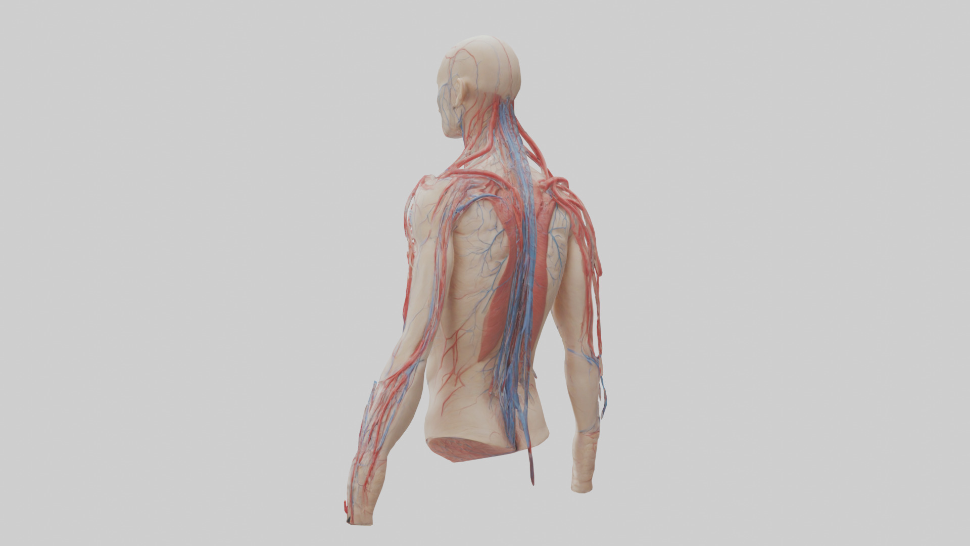 Human Veins and Arteries Model Low-poly 3D model_1