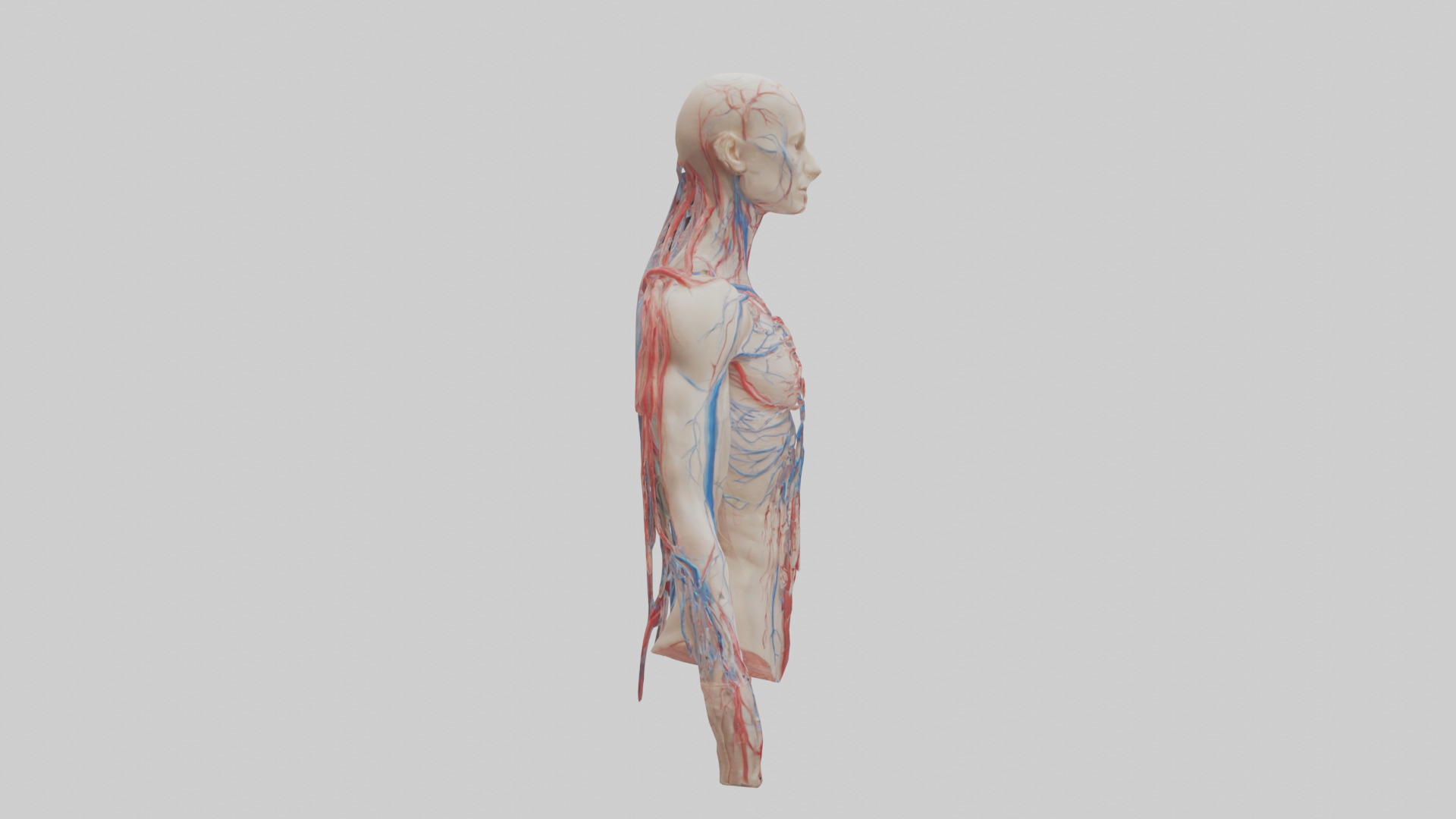 Human Veins and Arteries Model Low-poly 3D model_13