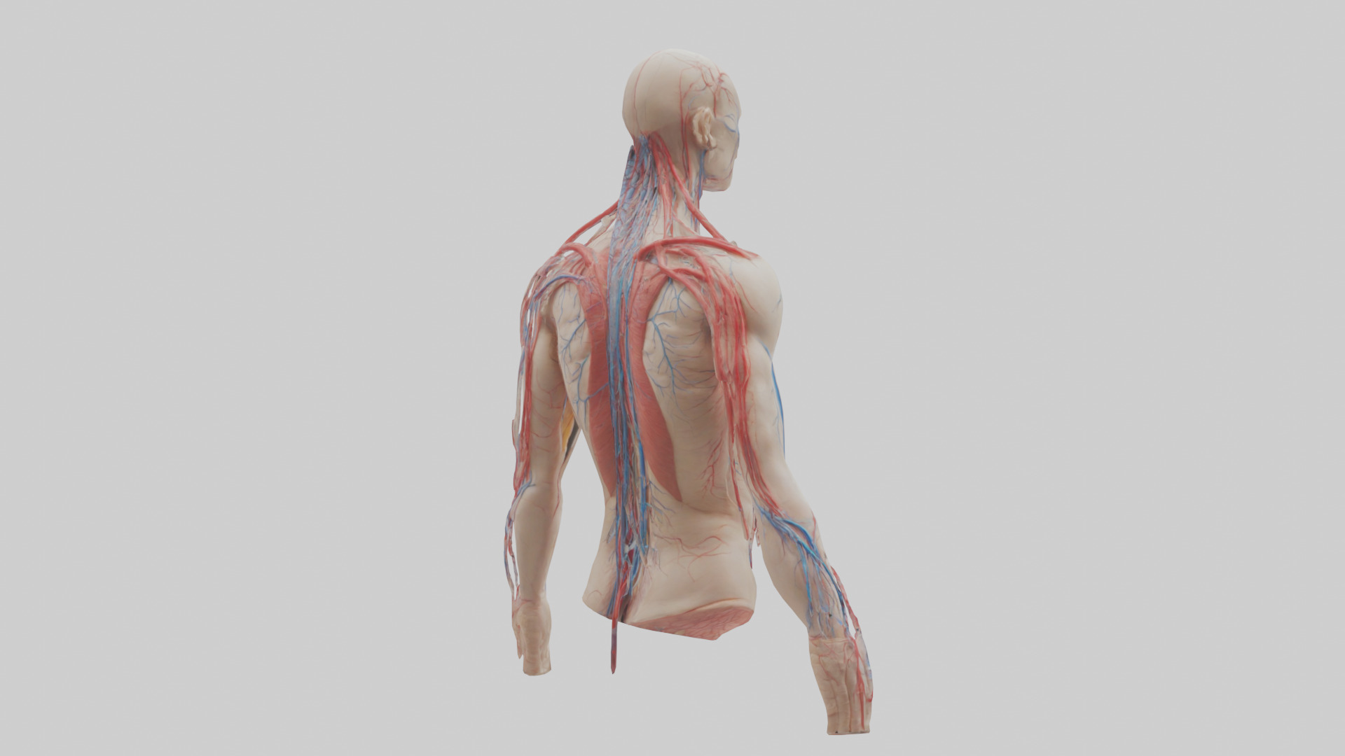 Human Veins and Arteries Model Low-poly 3D model_2