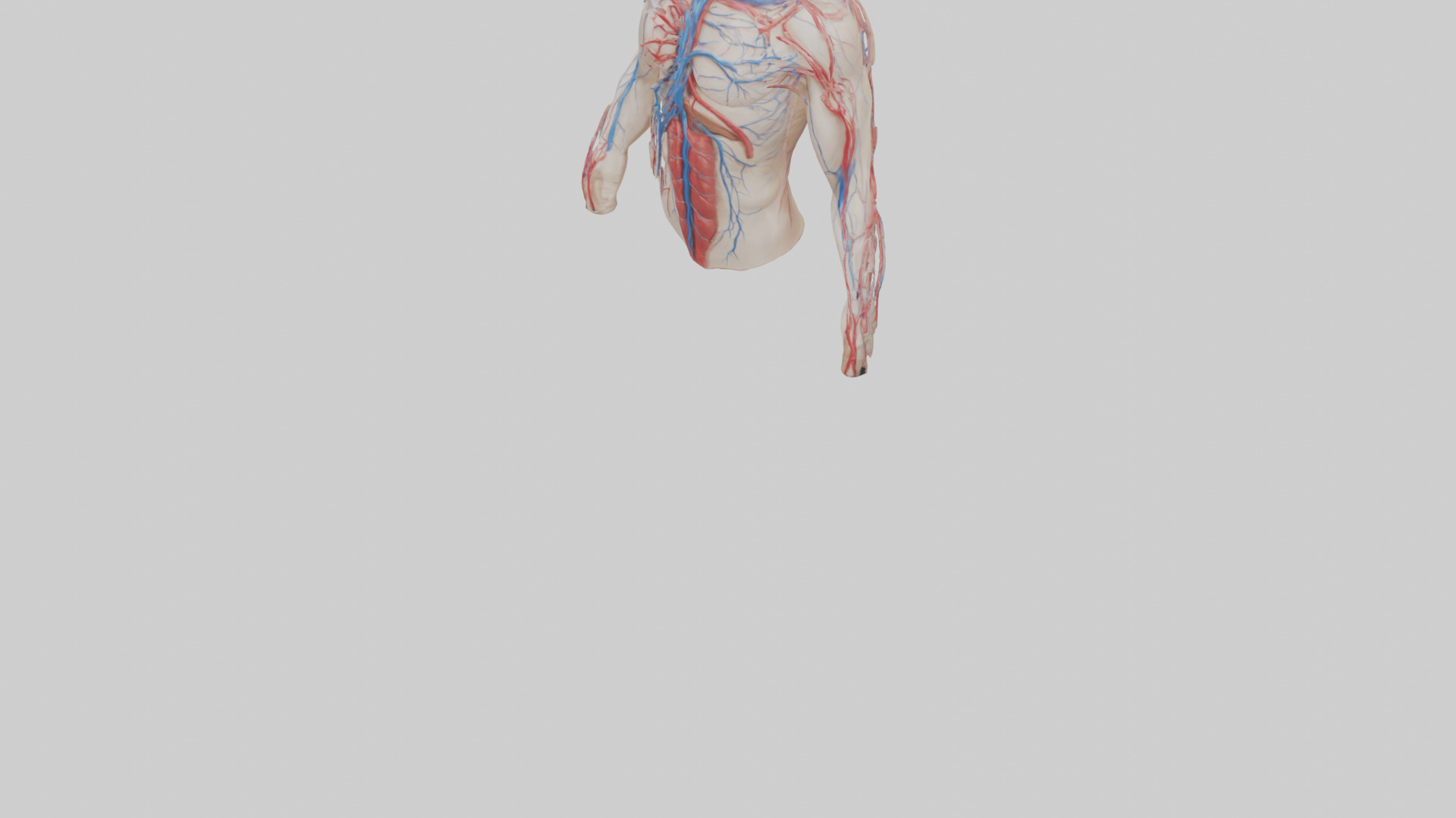 Human Veins and Arteries Model Low-poly 3D model_5