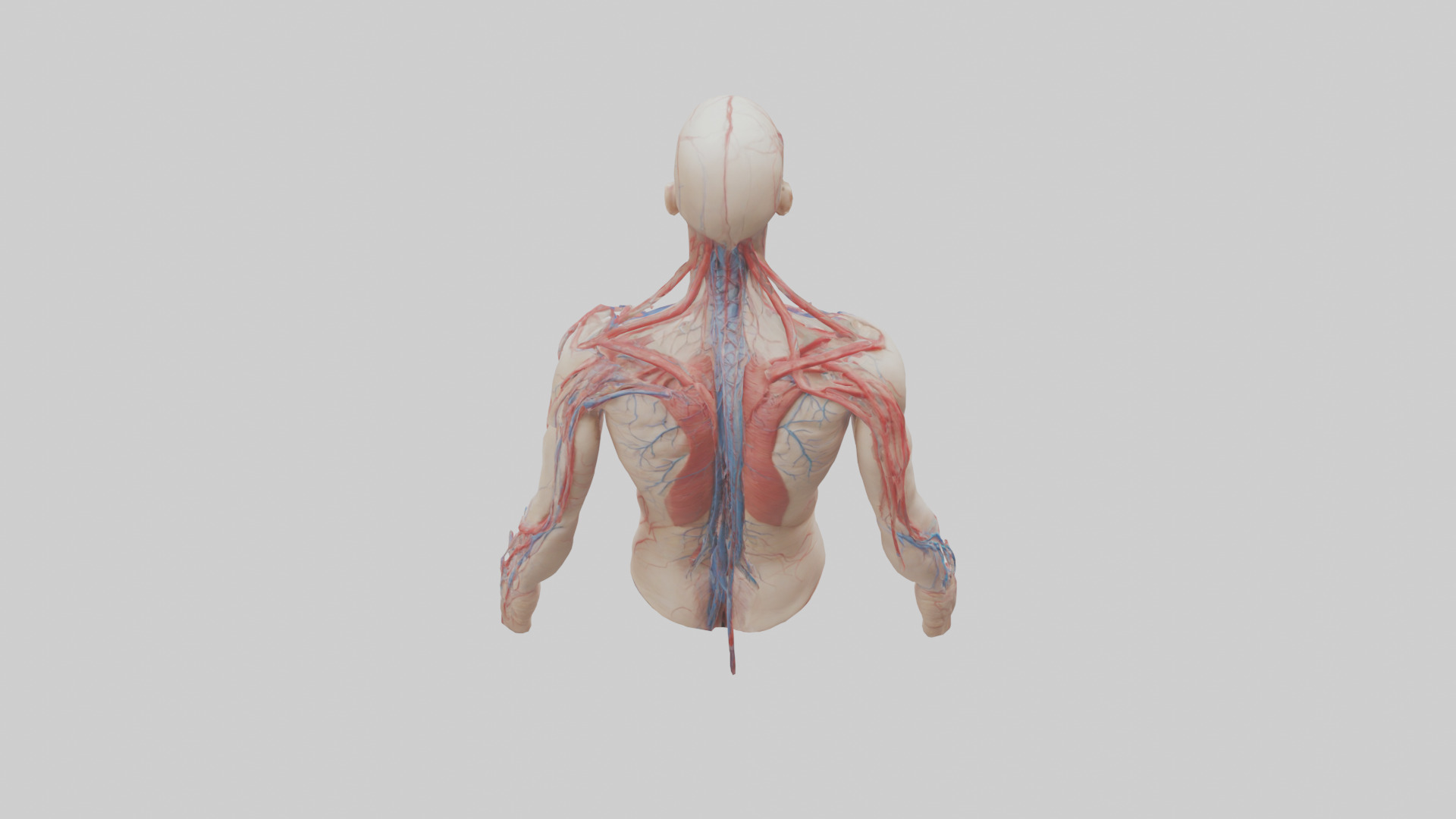 Human Veins and Arteries Model Low-poly 3D model_15