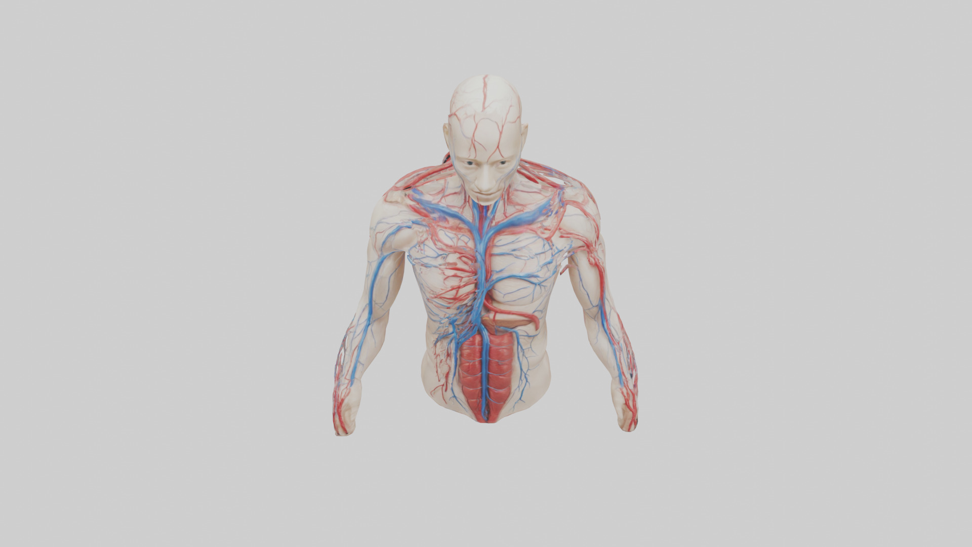 Human Veins and Arteries Model Low-poly 3D model_16