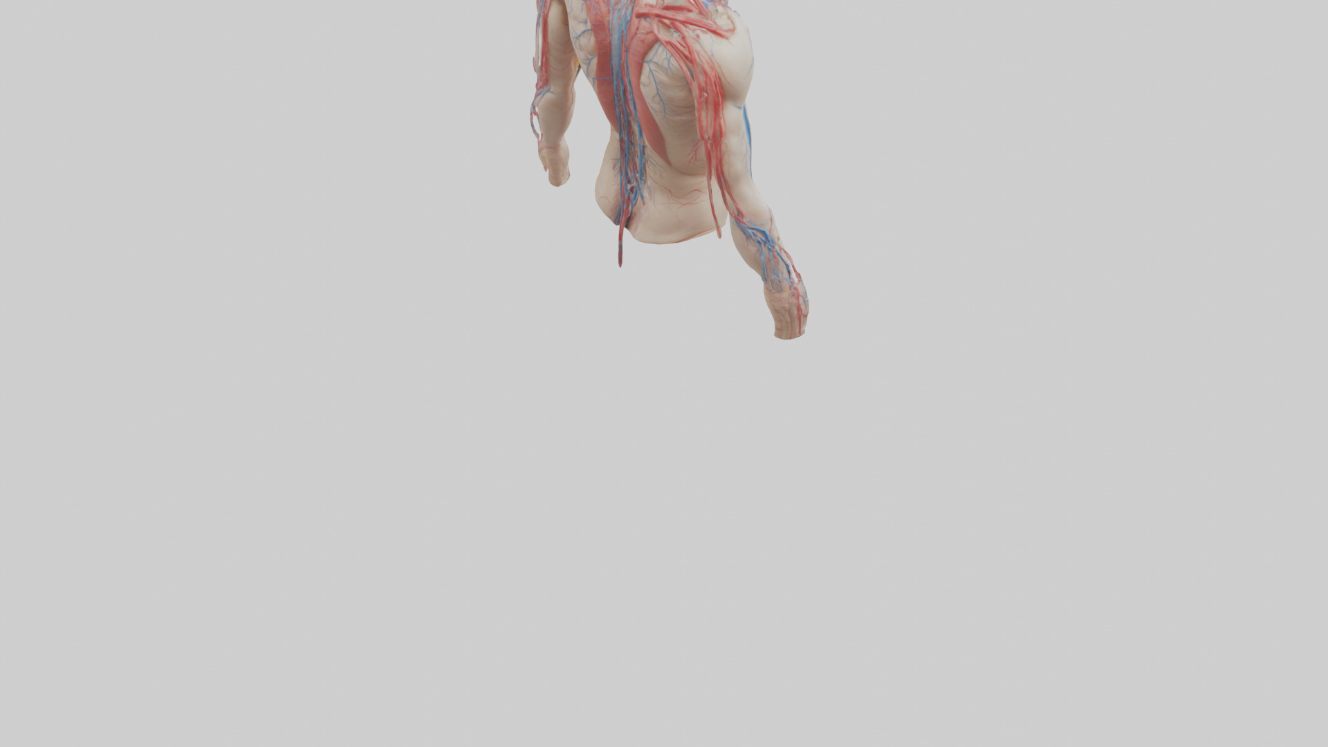Human Veins and Arteries Model Low-poly 3D model_4