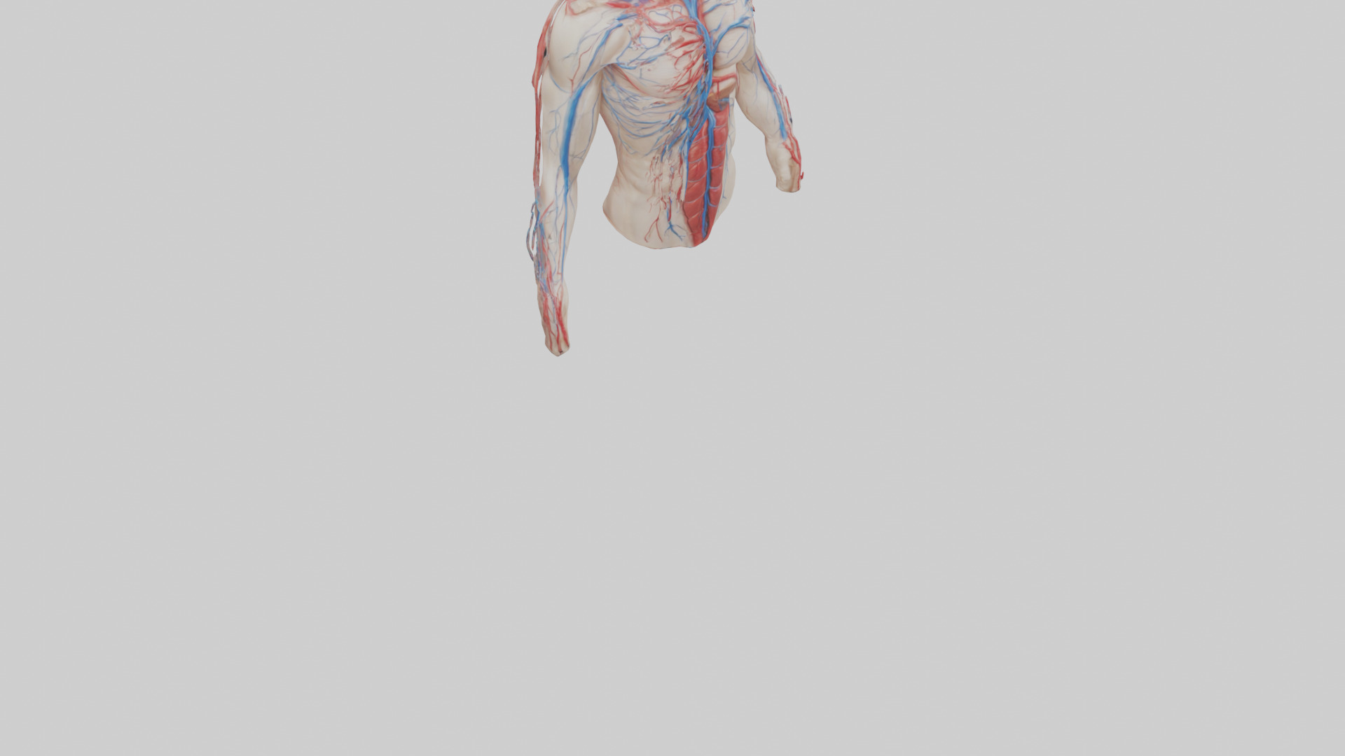 Human Veins and Arteries Model Low-poly 3D model_6