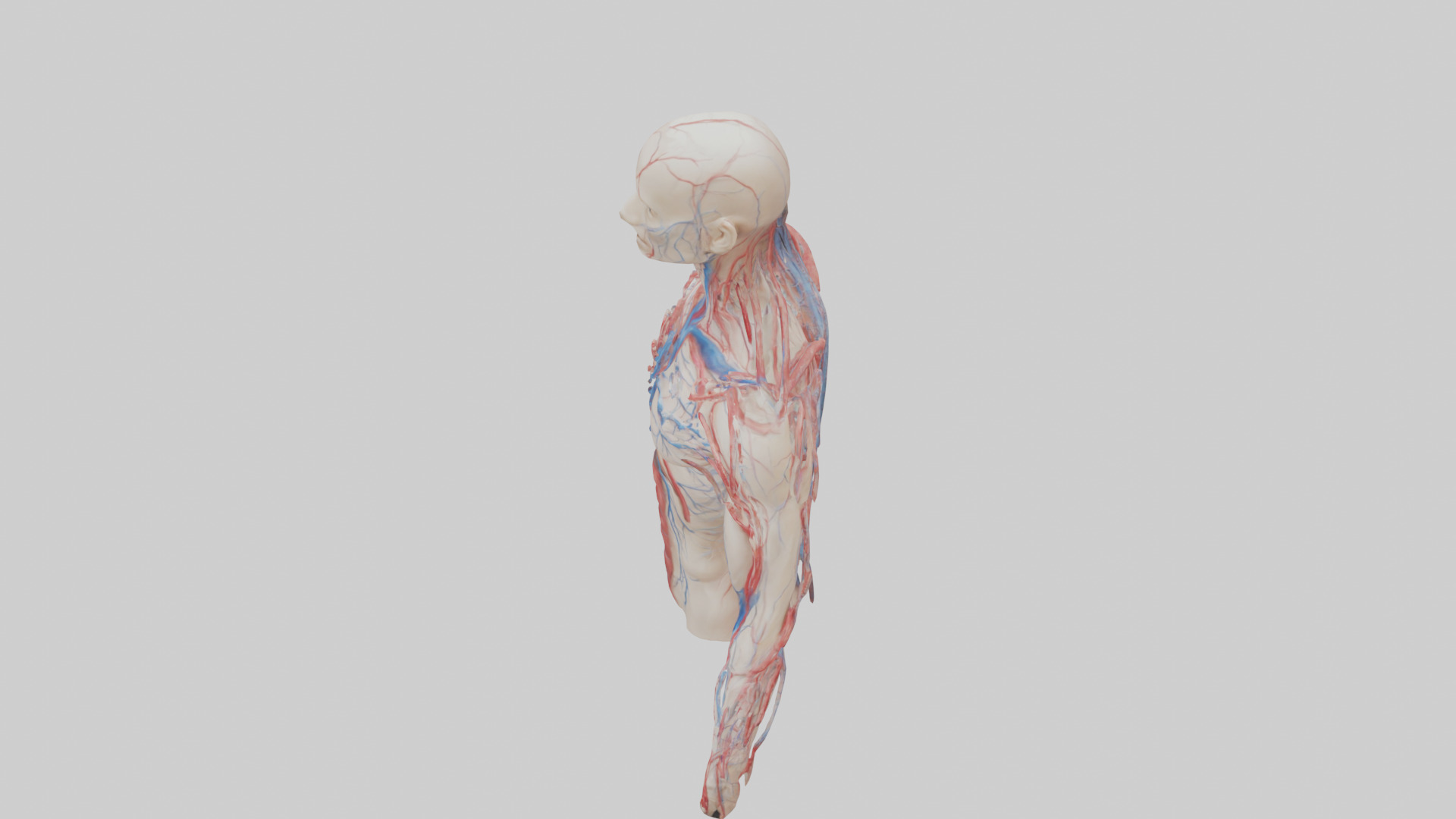 Human Veins and Arteries Model Low-poly 3D model_17