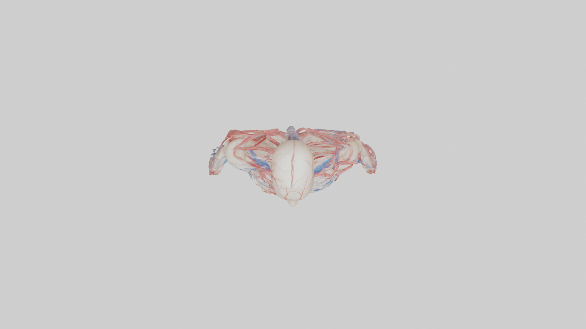 Human Veins and Arteries Model Low-poly 3D model_14