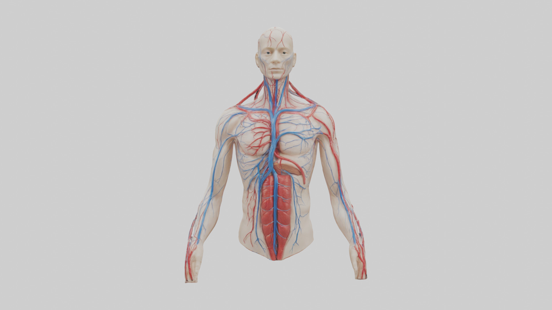Human Veins and Arteries Model Low-poly 3D model_9