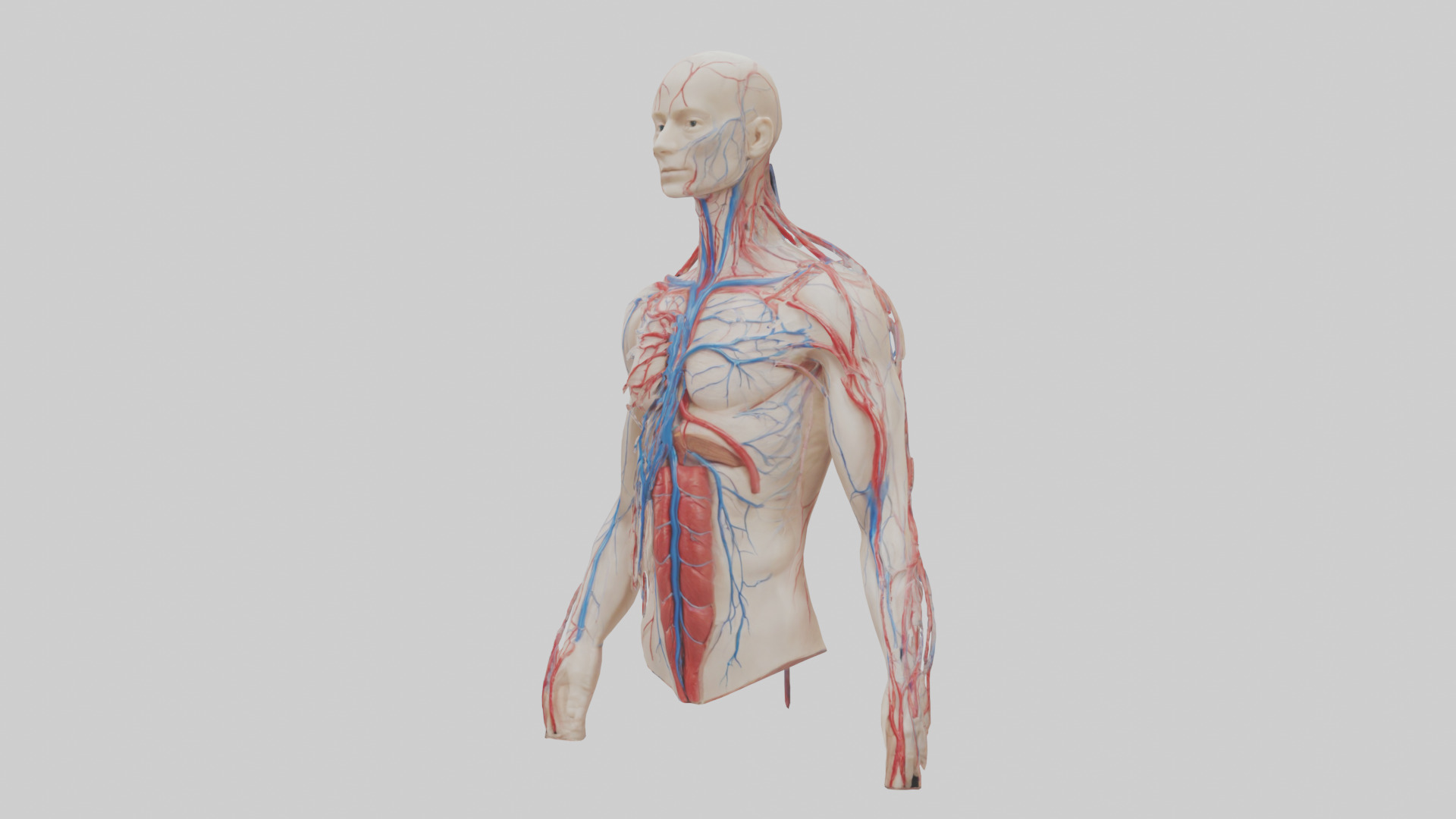 Human Veins and Arteries Model Low-poly 3D model_10