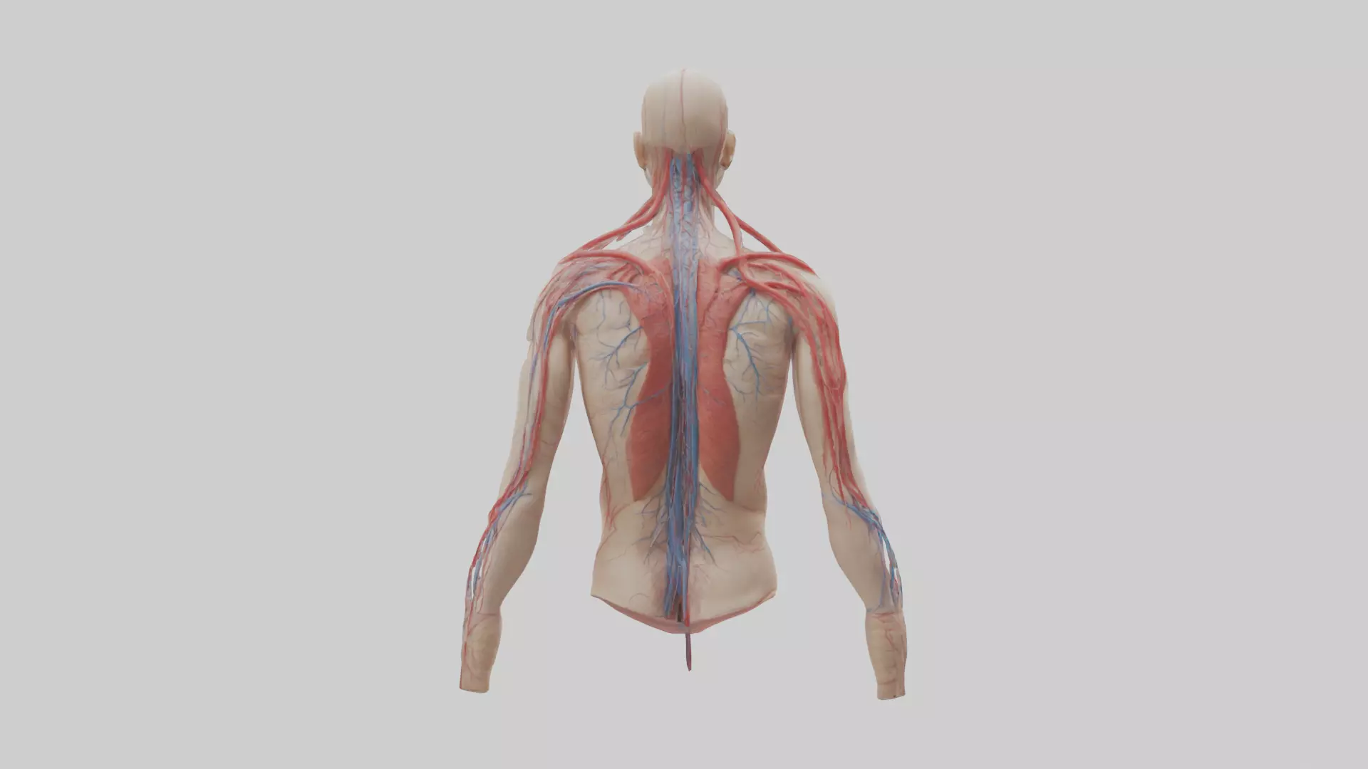 Human Veins and Arteries Model Low-poly 3D model_0