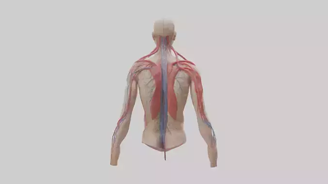 Human Veins and Arteries Model