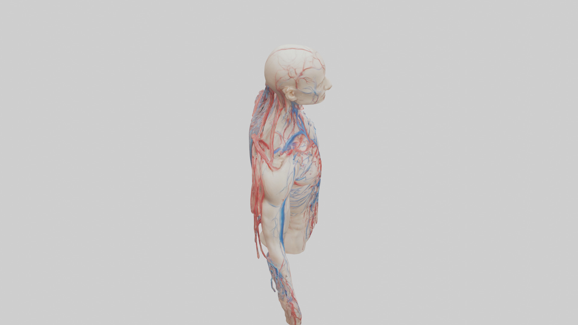 Human Veins and Arteries Model Low-poly 3D model_18