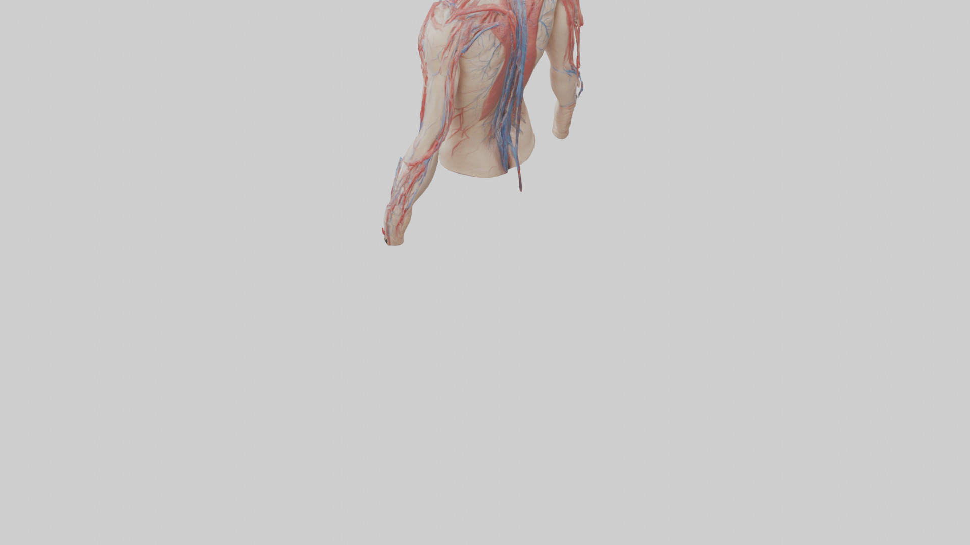 Human Veins and Arteries Model Low-poly 3D model_3