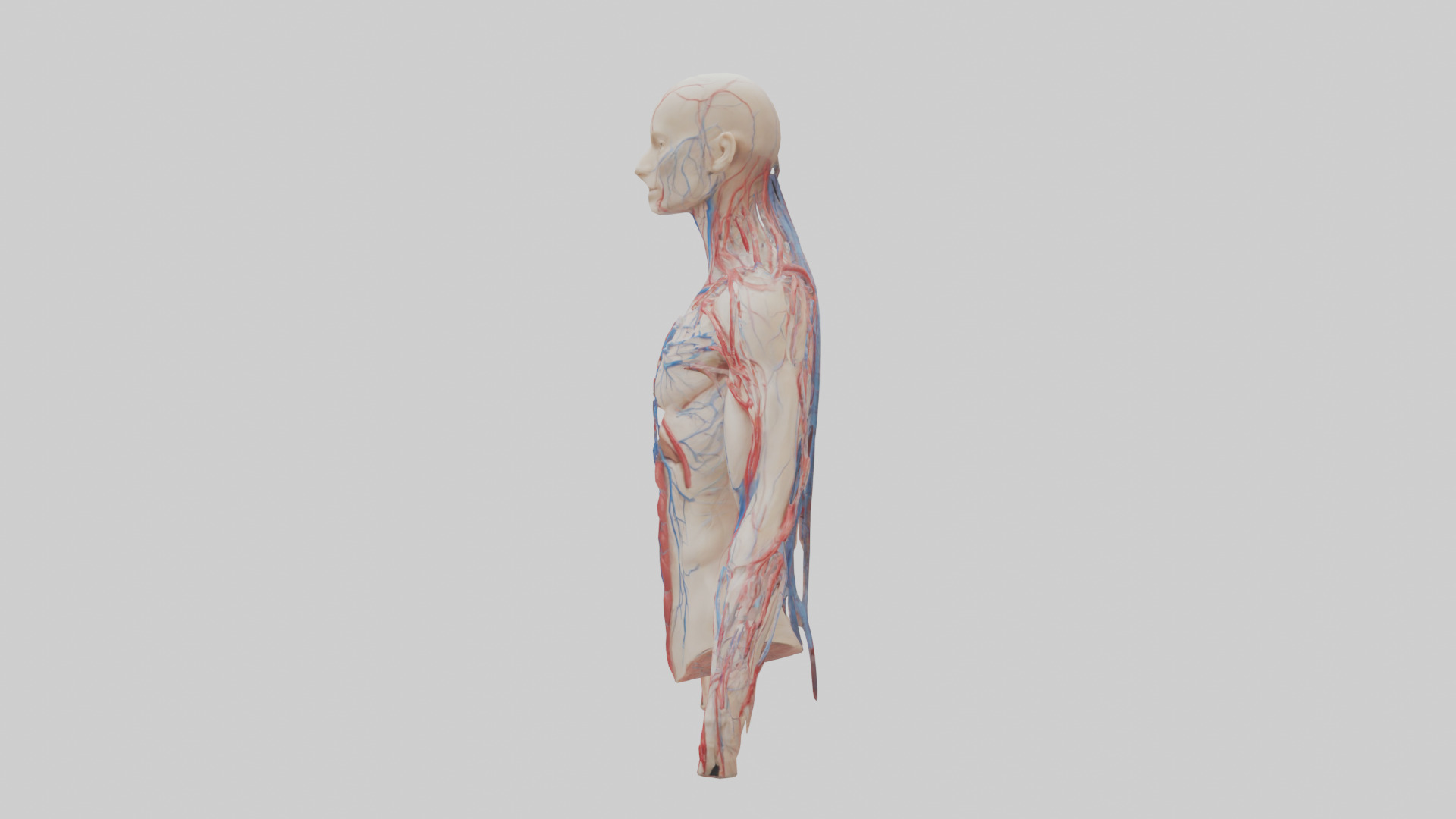 Human Veins and Arteries Model Low-poly 3D model_12