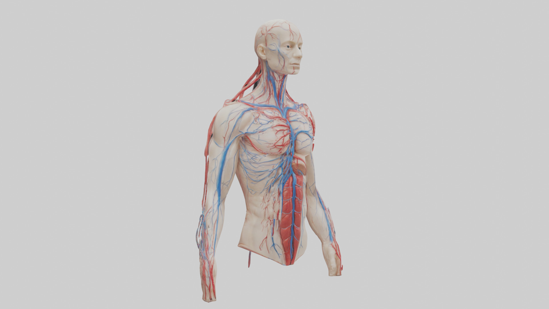 Human Veins and Arteries Model Low-poly 3D model_11