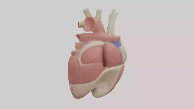 Human Ventricles Model Low-poly 3D model