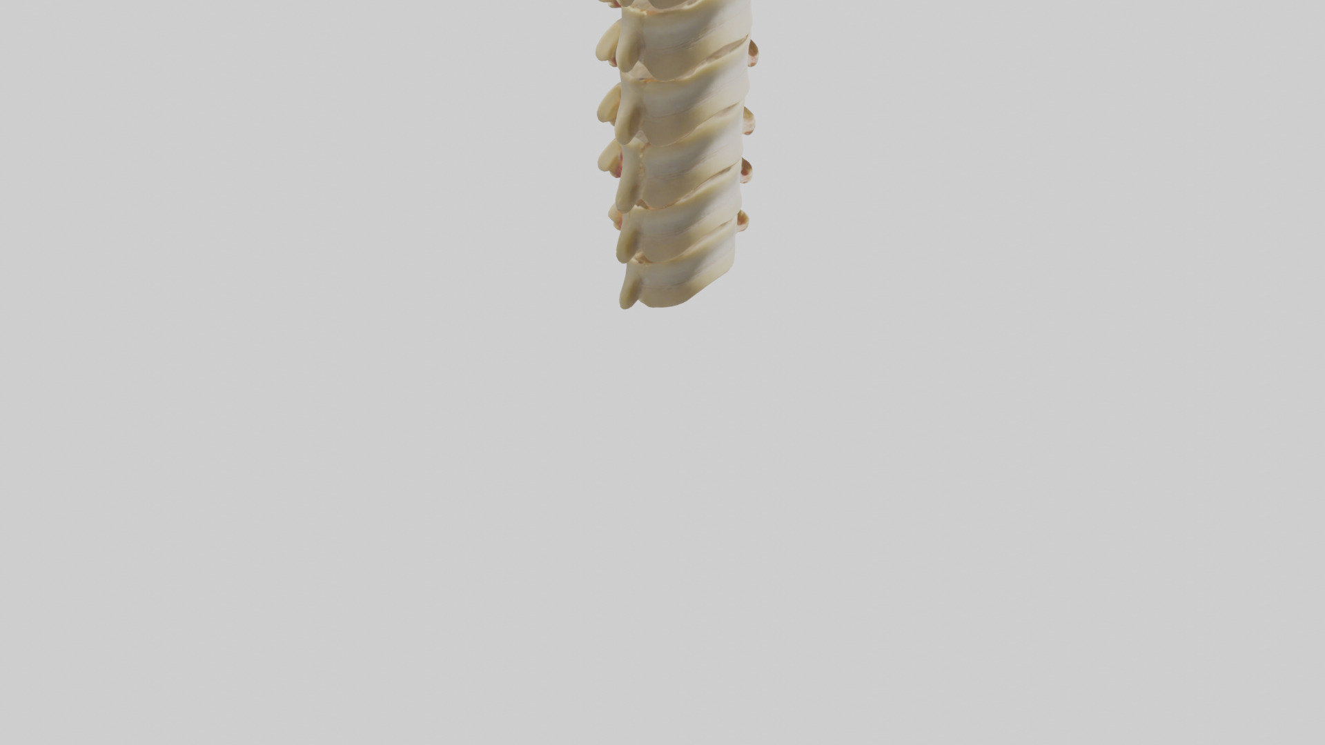 Human Vertebrae and Disc Model Low-poly 3D model_4