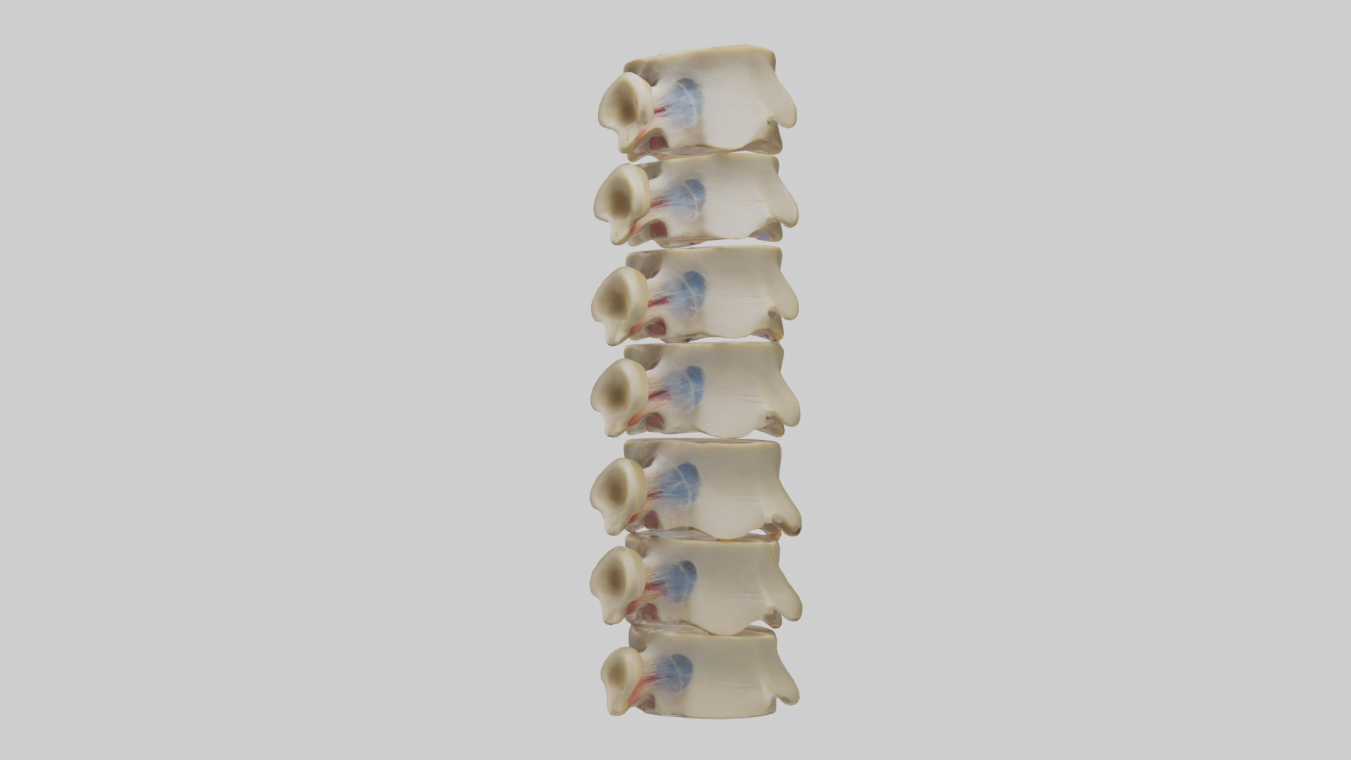 Human Vertebrae and Disc Model Low-poly 3D model_1