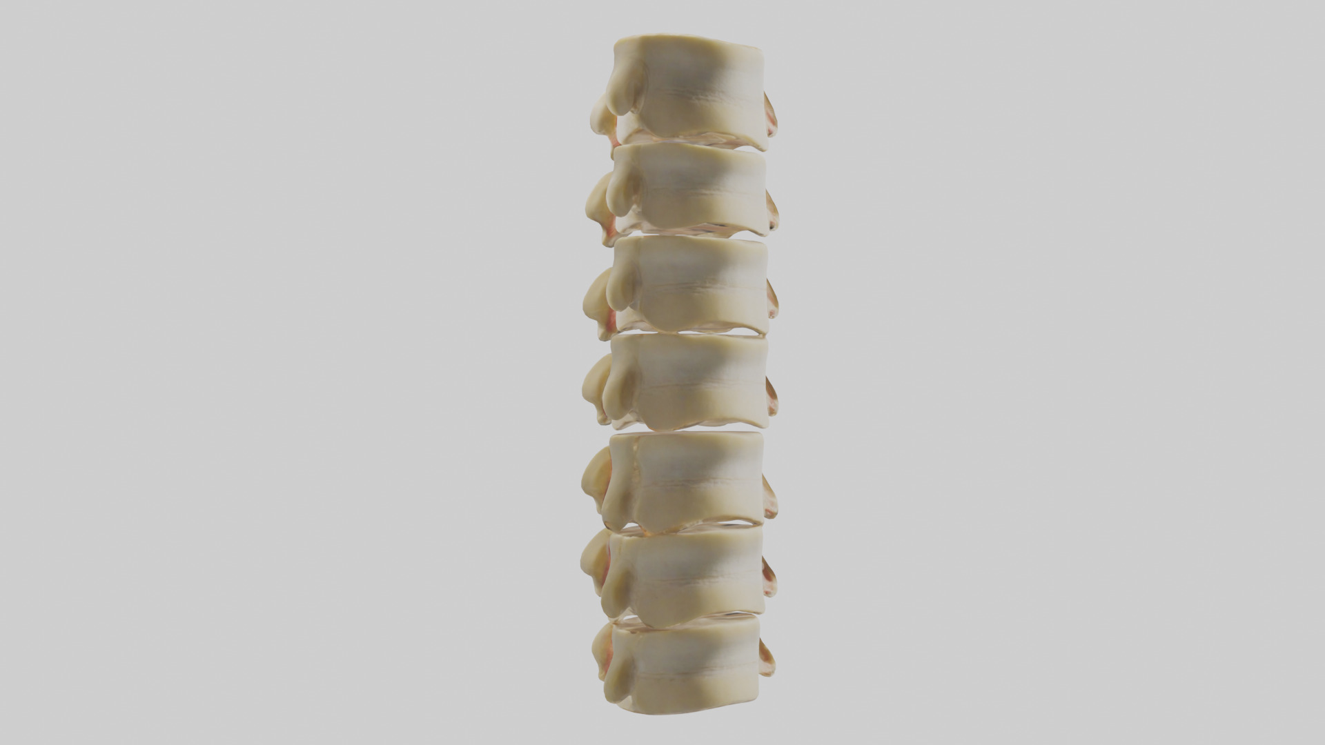 Human Vertebrae and Disc Model Low-poly 3D model_2