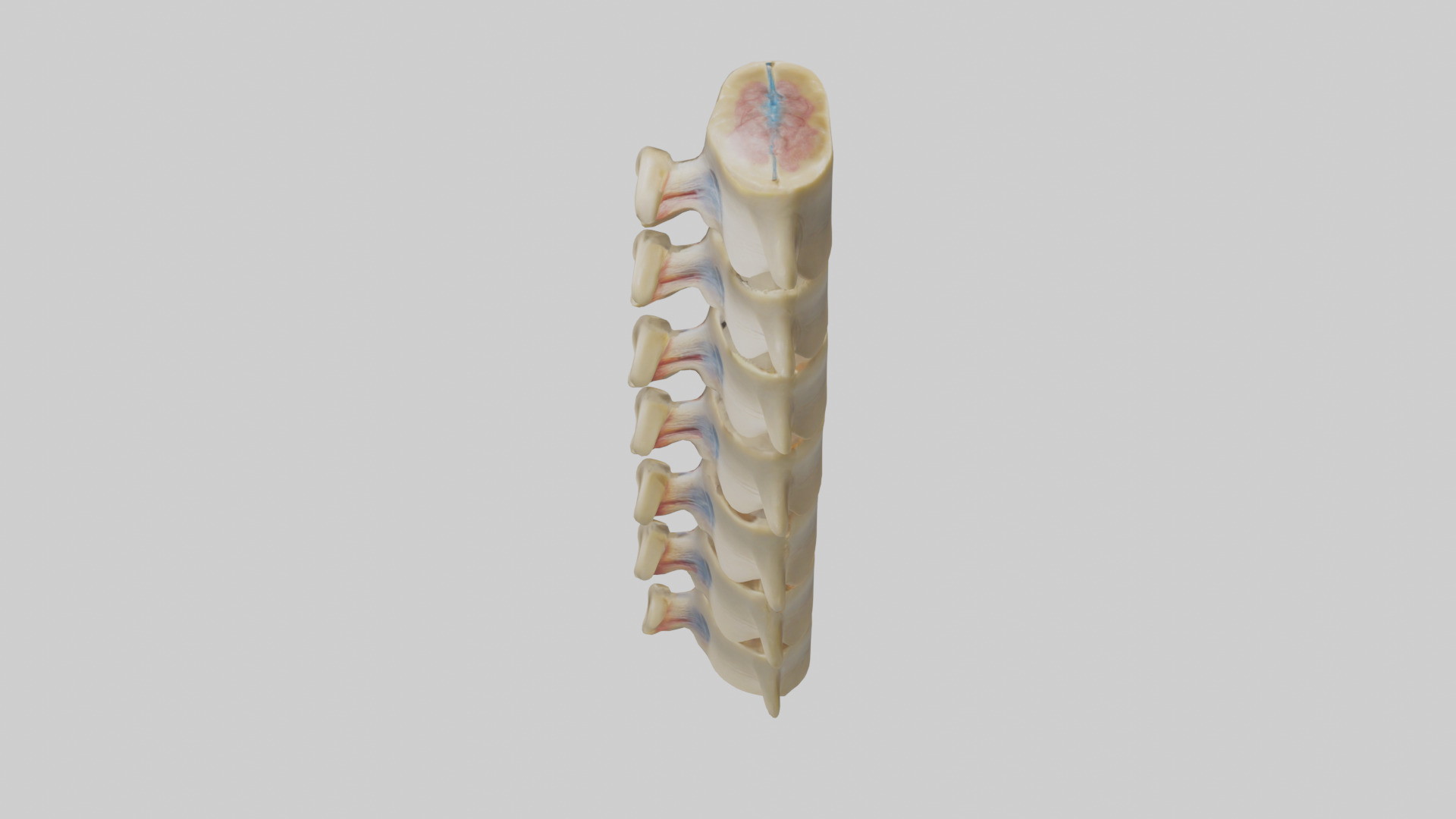 Human Vertebrae and Disc Model Low-poly 3D model_15