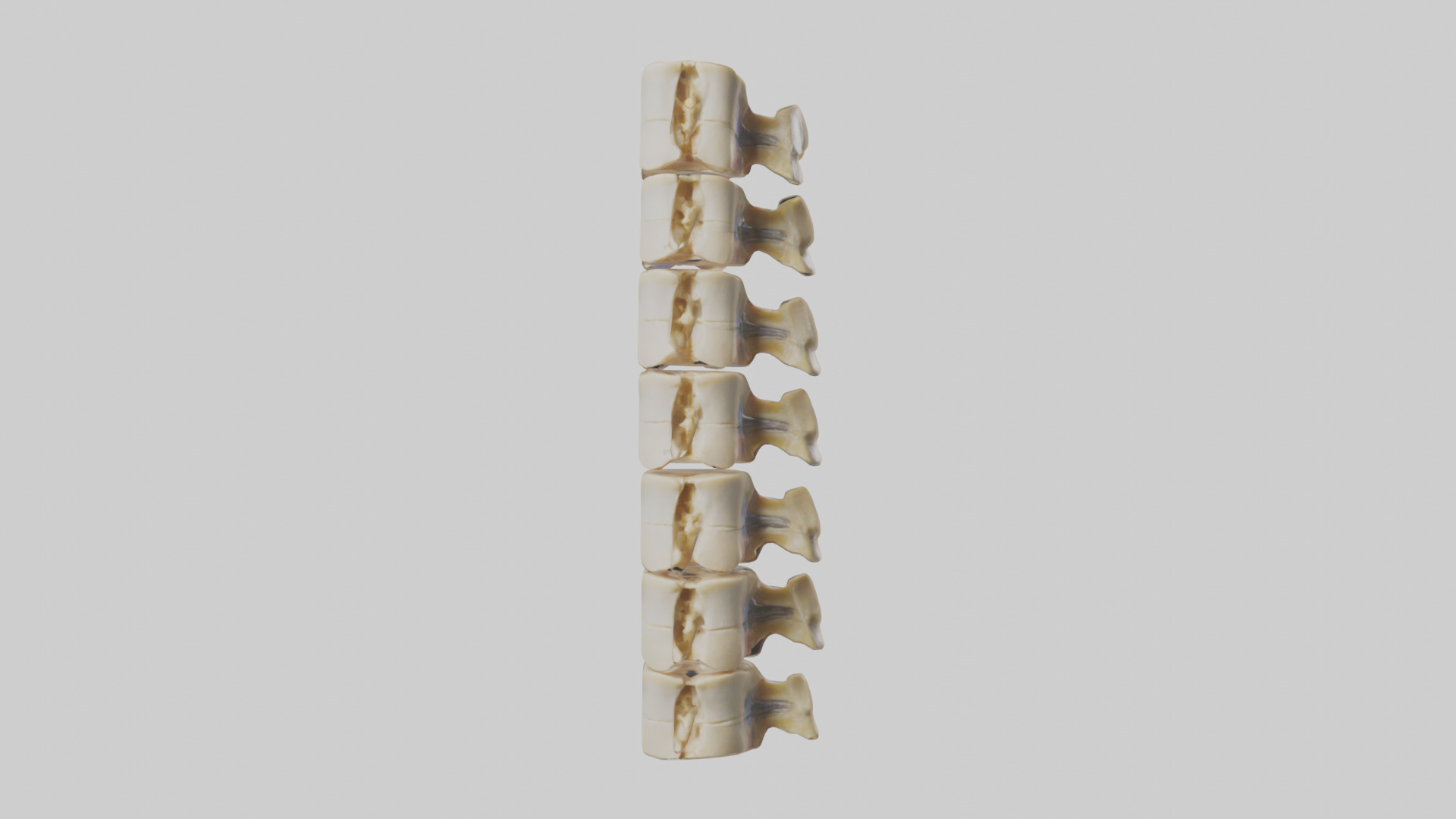 Human Vertebrae and Disc Model Low-poly 3D model_9