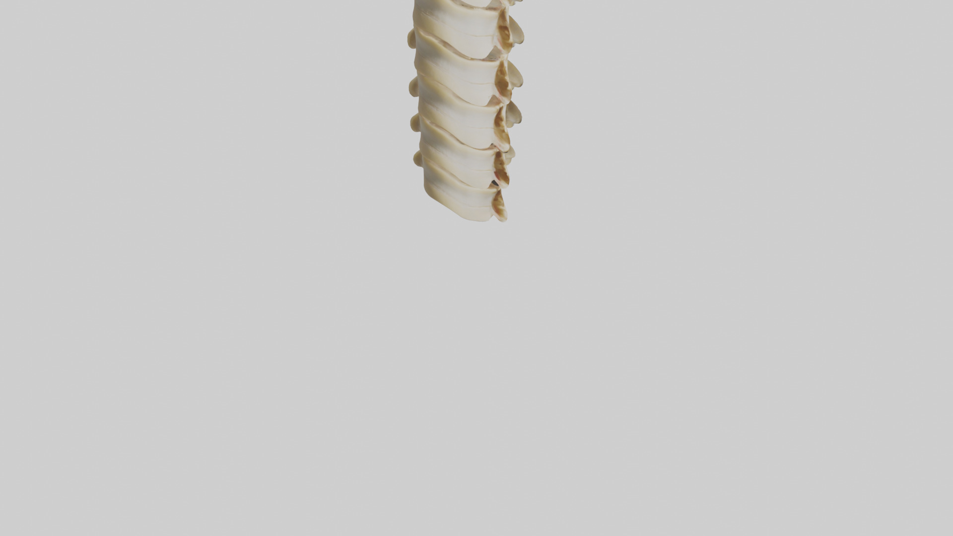Human Vertebrae and Disc Model Low-poly 3D model_6