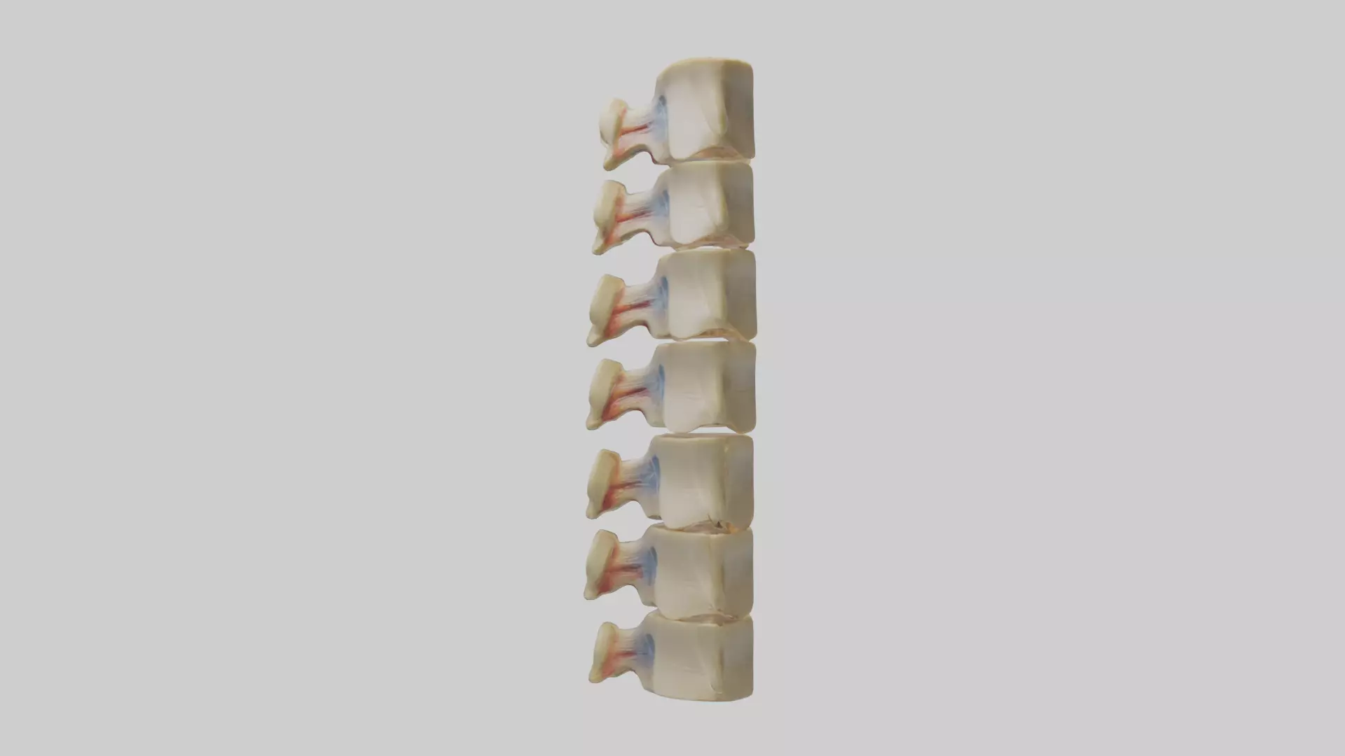 Human Vertebrae and Disc Model Low-poly 3D model_0