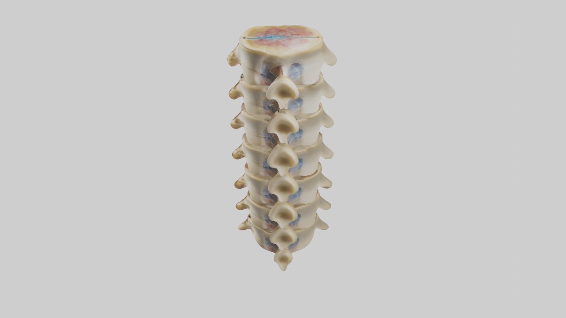 Human Vertebrae and Disc Model Low-poly 3D model_17