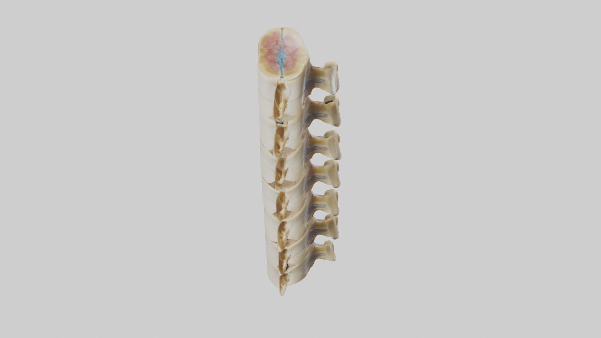 Human Vertebrae and Disc Model Low-poly 3D model_16