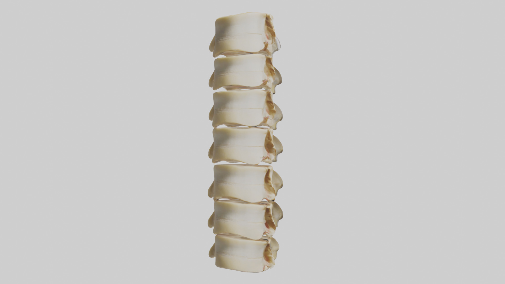 Human Vertebrae and Disc Model Low-poly 3D model_7