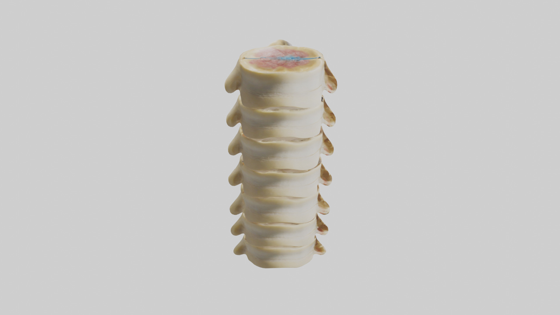 Human Vertebrae and Disc Model Low-poly 3D model_18