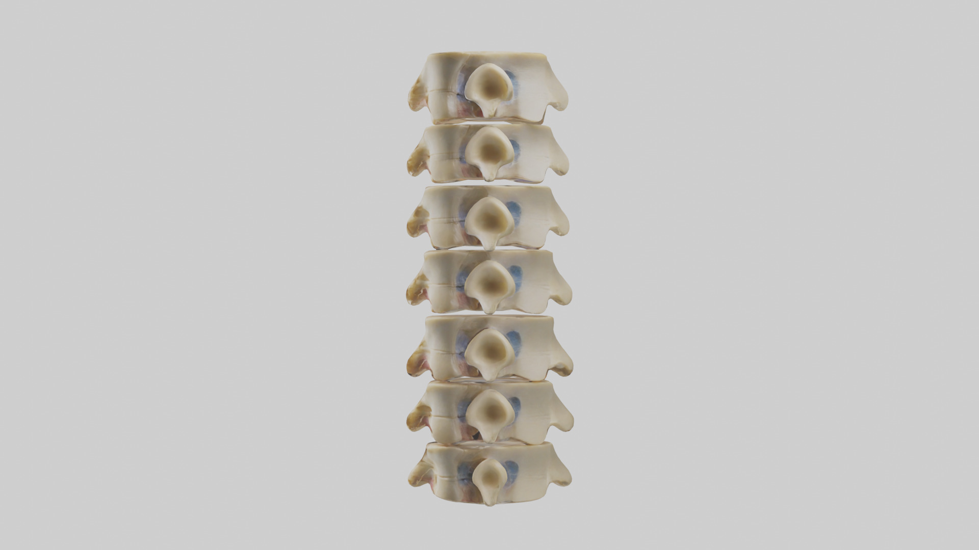 Human Vertebrae and Disc Model Low-poly 3D model_12