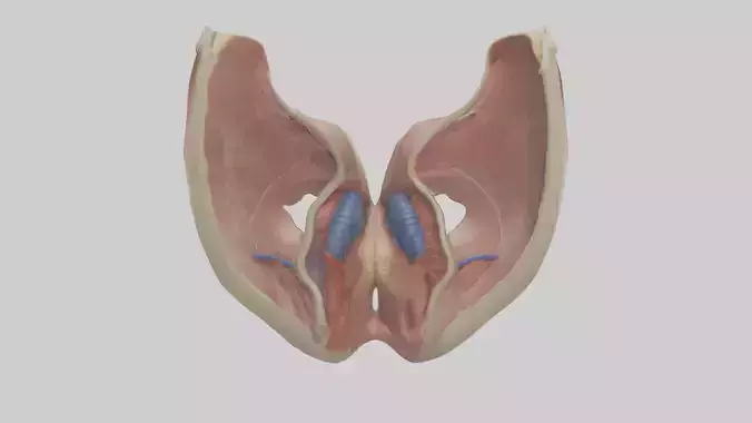 Human Vocal Cords Model Low-poly 3D model