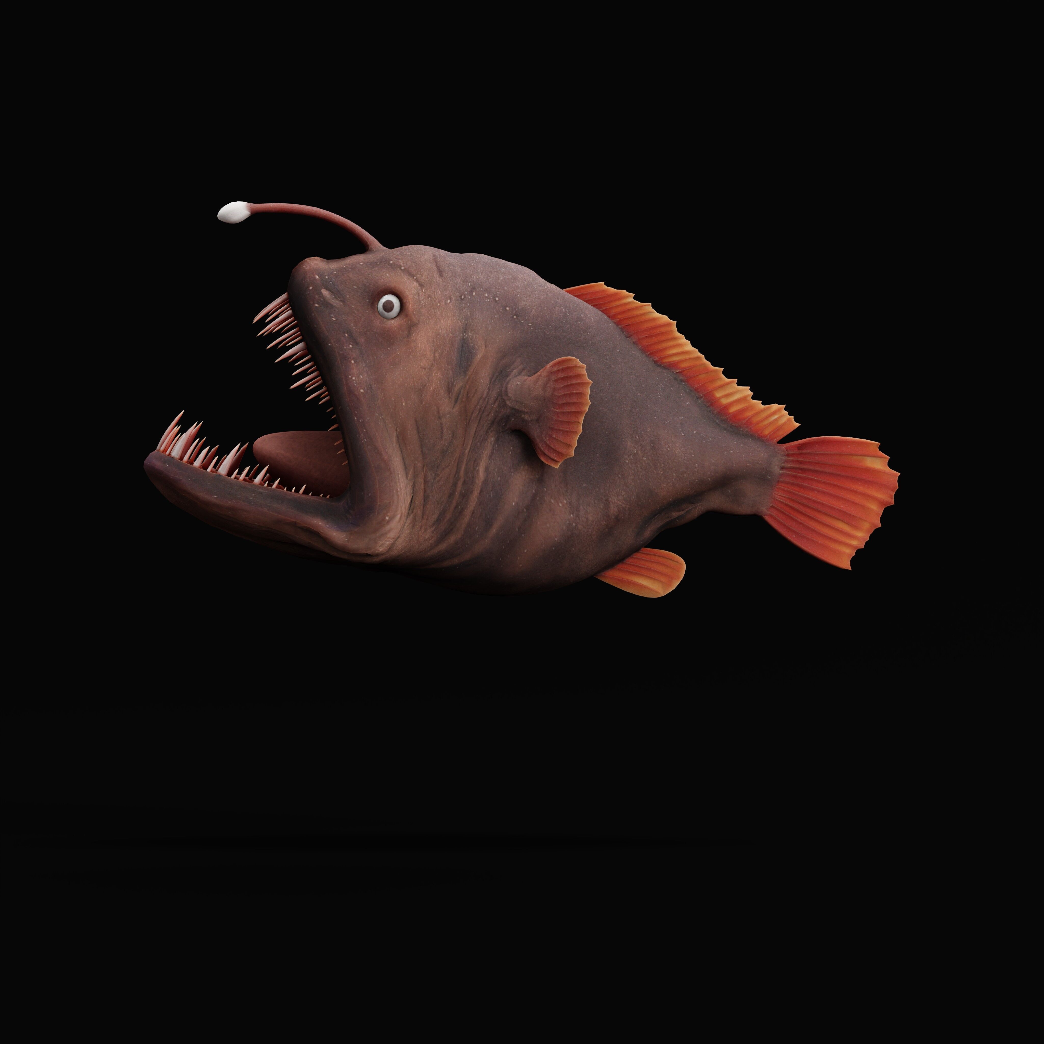 Angler Fish Low-poly 3D model_41