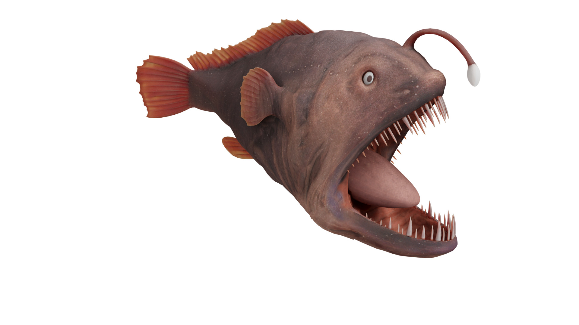 Angler Fish Low-poly 3D model_4