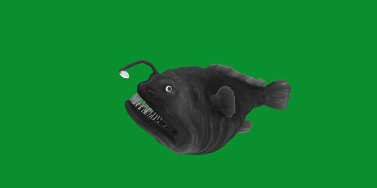 Angler Fish Low-poly 3D model_15