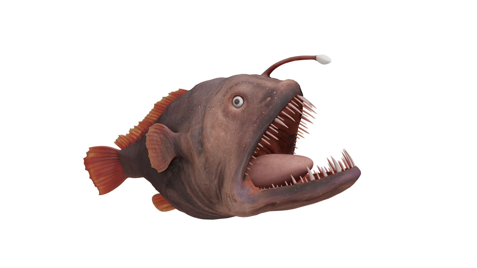 Angler Fish Low-poly 3D model_3