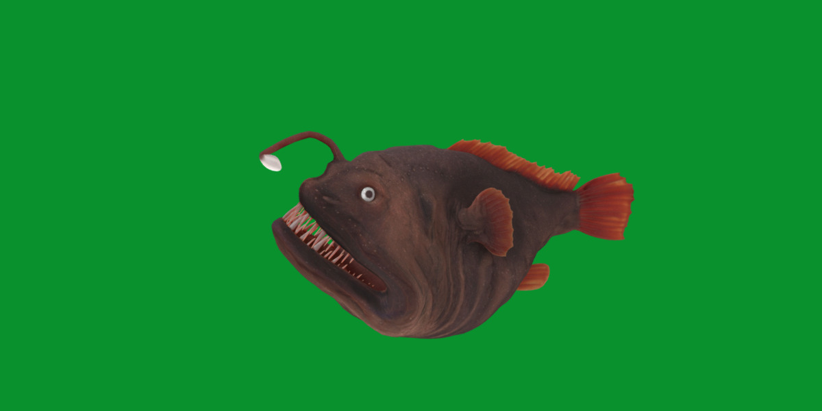 Angler Fish Low-poly 3D model_14