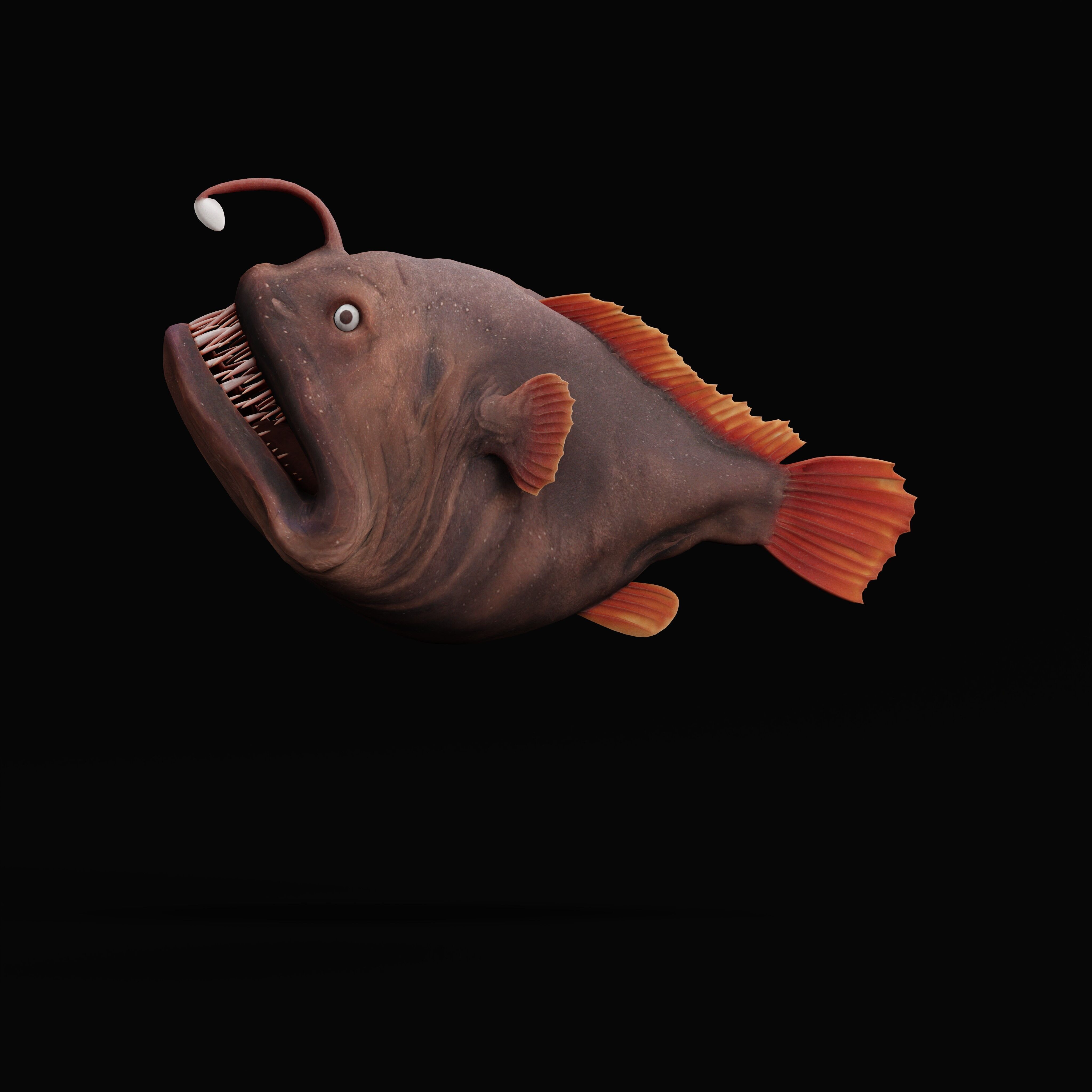 Angler Fish Low-poly 3D model_43
