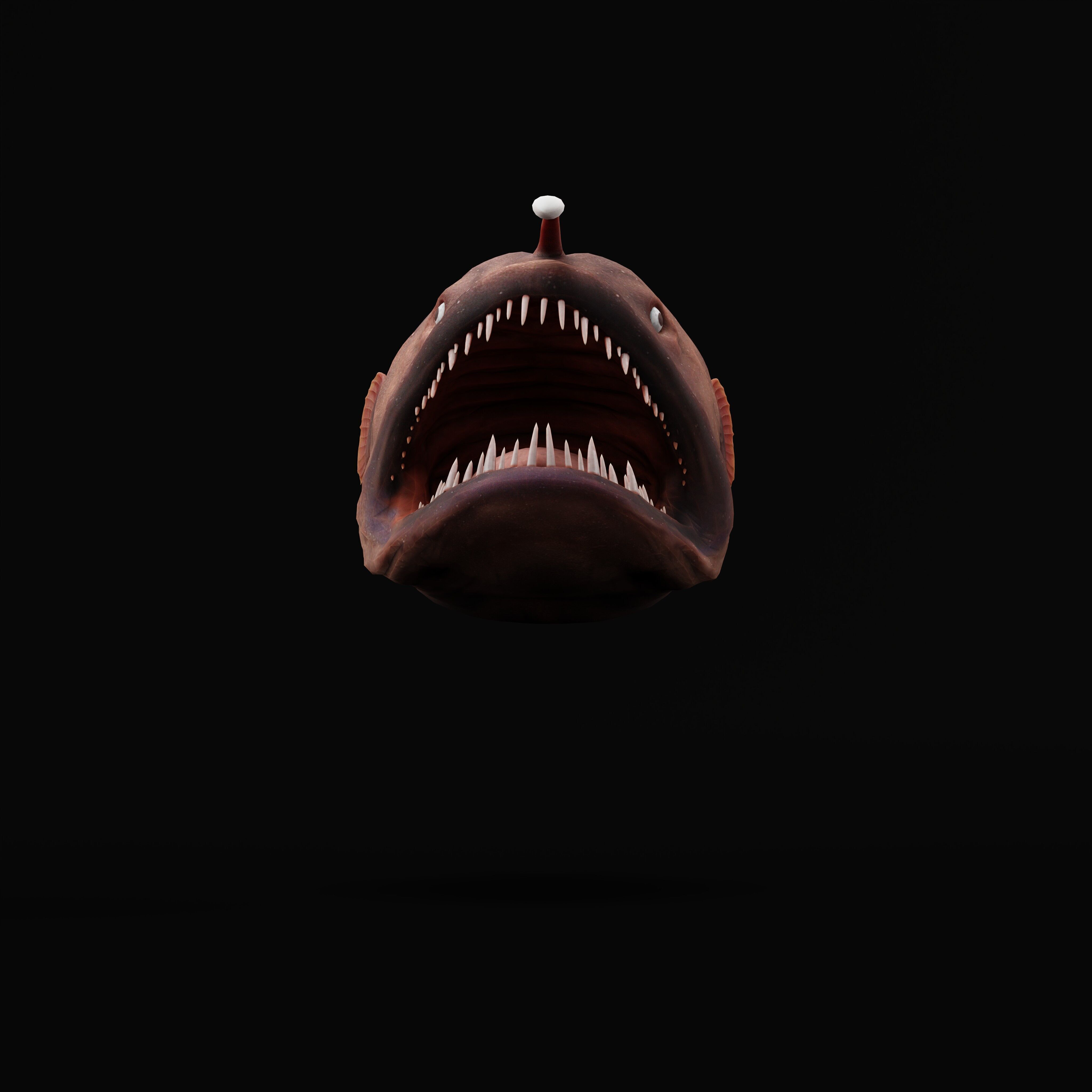 Angler Fish Low-poly 3D model_40