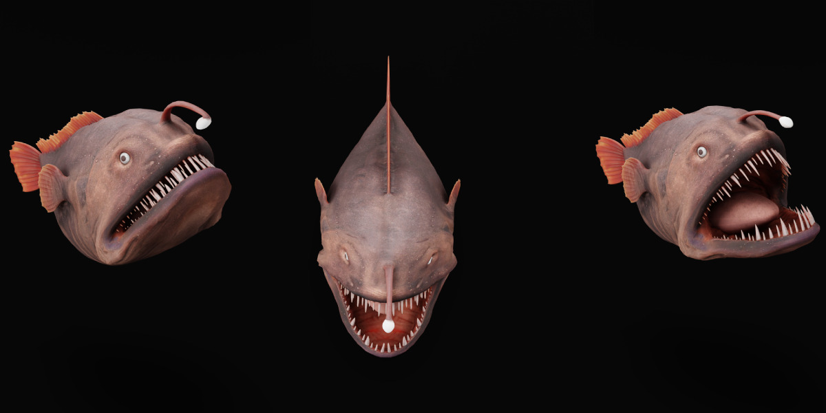 Angler Fish Low-poly 3D model_8