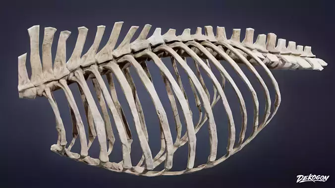 BONES - Bone Set 04 - LOW POLY