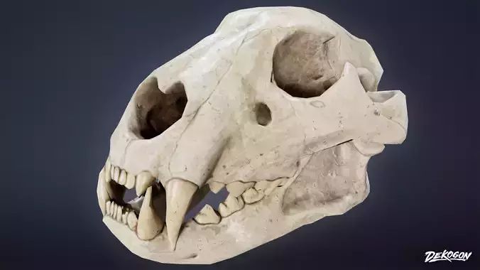 BONES - Bone Set 06 - LOW POLY