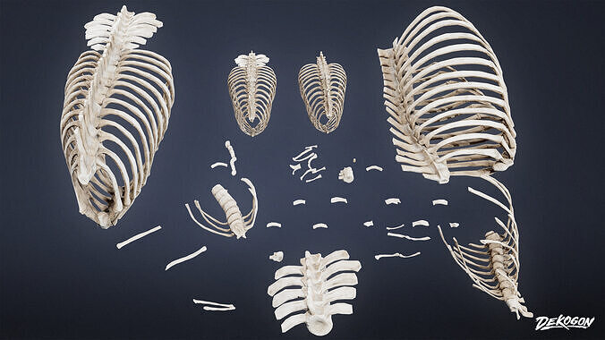 BONES - Bone Set 08 - LOW POLY Low-poly 3D model