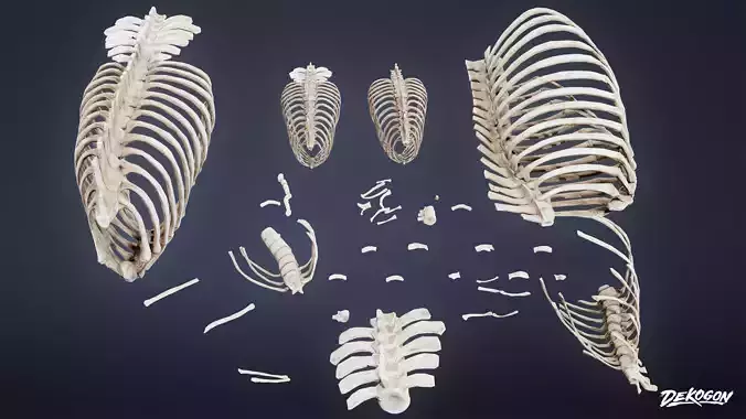 BONES - Bone Set 08 - LOW POLY Low-poly 3D model