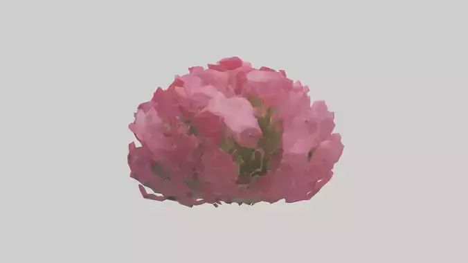 Impatiens flower model