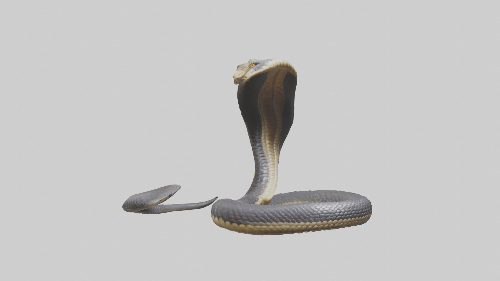 Indian Cobra rearing model Low-poly 3D model_7