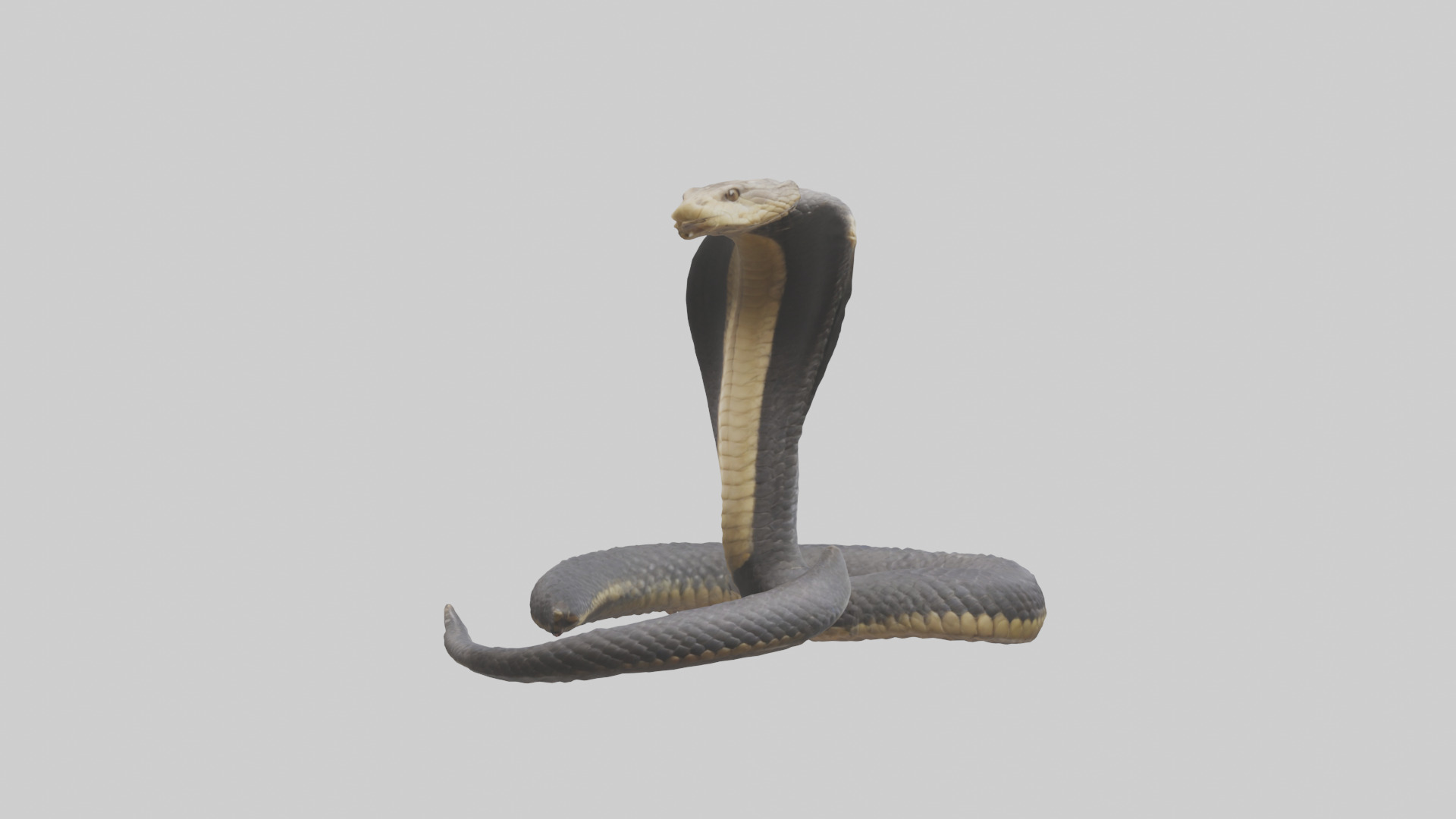Indian Cobra rearing model Low-poly 3D model_2